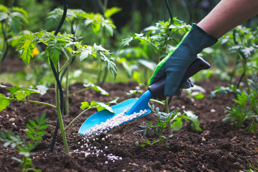 Putting Fertilizer on Tomato Plants