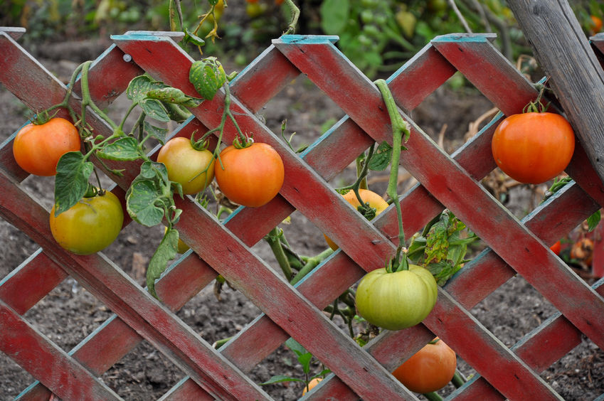 Tomatoes on Trellis