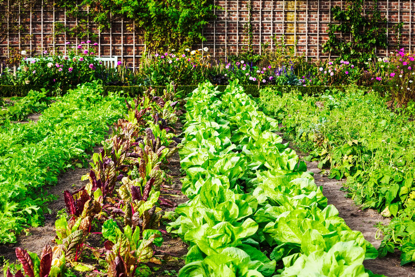 Vegetable Garden Rows