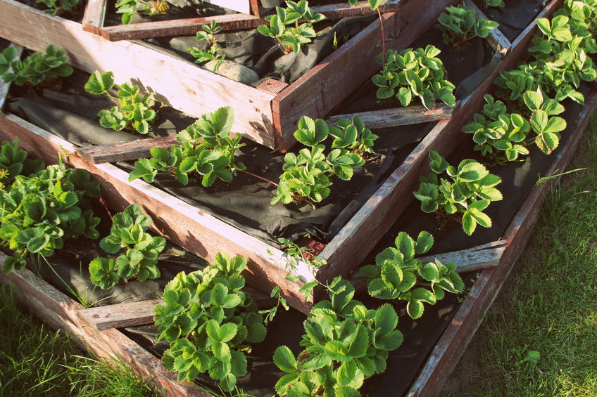 Raised Strawberry Bed